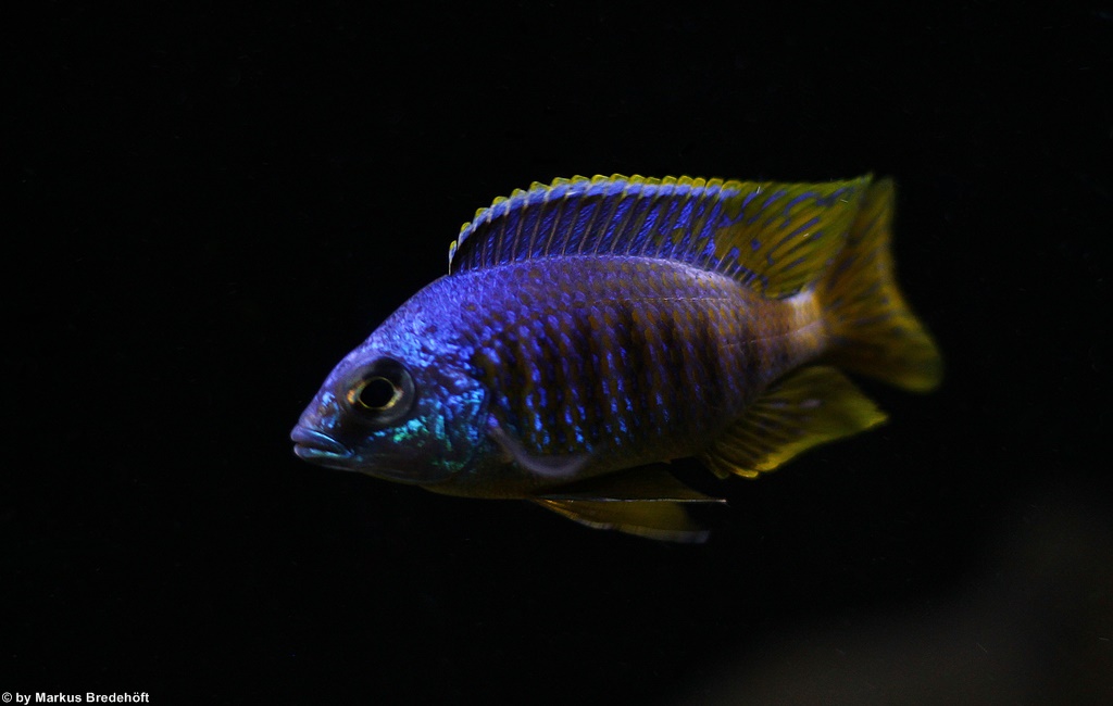 Placidochromis sp. "jalo"